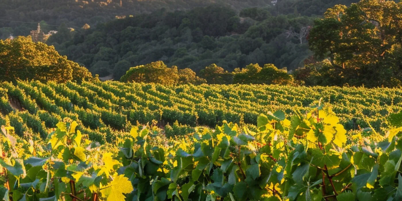 Stunning view from vineyard with grapevines nature scaled